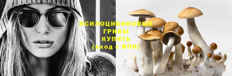 Галлюциногенные грибы Psilocybine cubensis  Кремёнки 